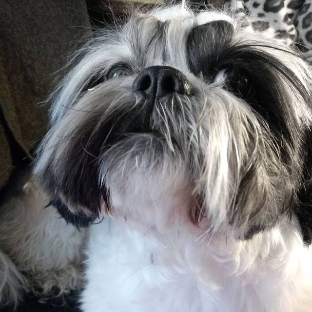 ekaterina__now в LOOKY. #shihtzu,#dog,#ялюблюсвоюсобаку,#шитцу,#мойлюбимыйпес,#instadog. #shihtzu #dog #ялюбл...