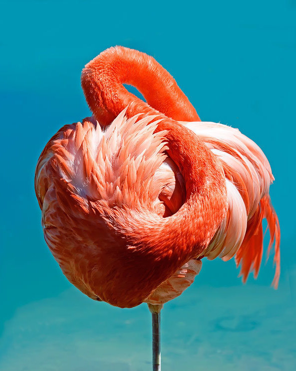 bestshopsu в LOOKY. #nature,#summer,#beautiful,#beauty,#day,#bird,#zoo,#flamingo,#птица,#лето,#зоопарк,#фламинго,#природа. Розовый фламинго
#na...