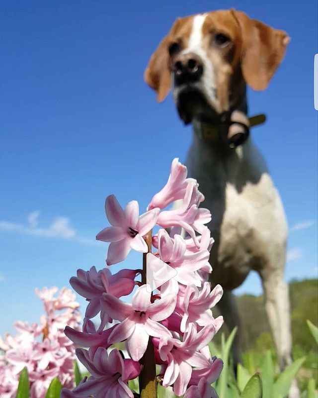 tv_mow_led в LOOKY. #animals,#dog,#dogs,#фото,#фотограф,#охота,#hunters,#pointer­,#morethanjustanimals­,#backcountrypaws­,#dogs_a_day­,#birddogoftheday­,#barkingtonpost­,#outdoorswithdogs­,#russia,#собака. ZEPHYR_dog #animals ...