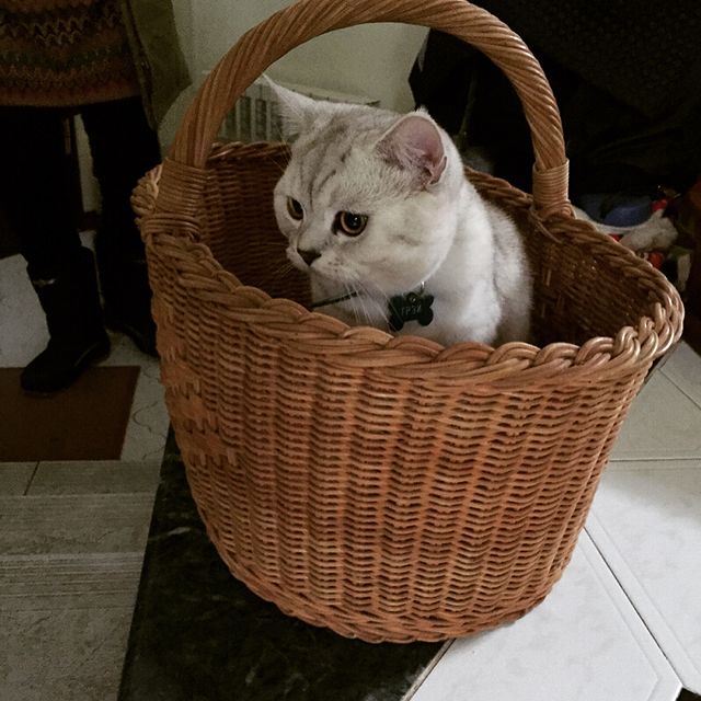 zvetokk в LOOKY. #котики,#котикивкорзинке,#котикисамыемилые. Котики они такие Кот...