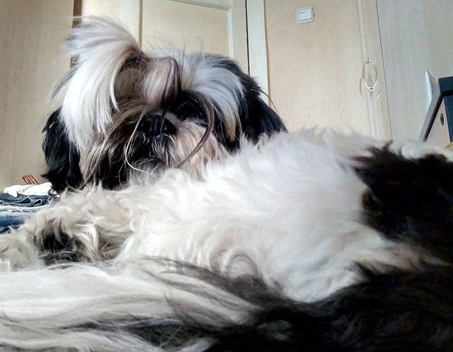 ekaterina__now в LOOKY. #ялюблюсвоюсобаку,#мойлюбимыйпёс,#shihtzuTosha,#shihtzu,#шитцу,#シーズー,#шитцумания,#шитцулучшиесобаки,#chien,#시,#шитцумагия,#shihtzumonamour,#shihtzulove,#dog,#animal,#shihtzumania,#лучшивмирепёс,#lovemydog,#aimemonchien. #ялюблюсвоюсобаку #м...
