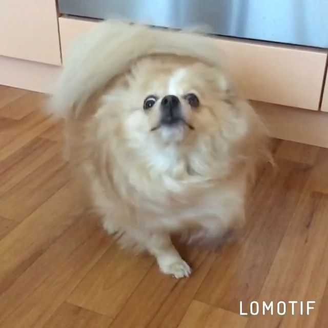 gracie_the_pomeranian в LOOKY. #dogs,#dogstagram,#dog,#pomeranianstagram,#pomeranian,#pomeranianpage,#pomeranianlove,#pomeranianpuppy,#pomeraniansofinstagram,#pom,#pompom,#poms,#pompoms,#pompuppy,#pommymommy,#pommy,#pomlovers,#pommylovers,#pomeranianlovers,#pomeraniandogs,#pomsfun,#pomoftheday,#pomlife,#pomeranianworlds,#dogoftheday,#doglove,#doglife,#dog,#thelionking. A-weema-web! 🐾🦁😊 ...
