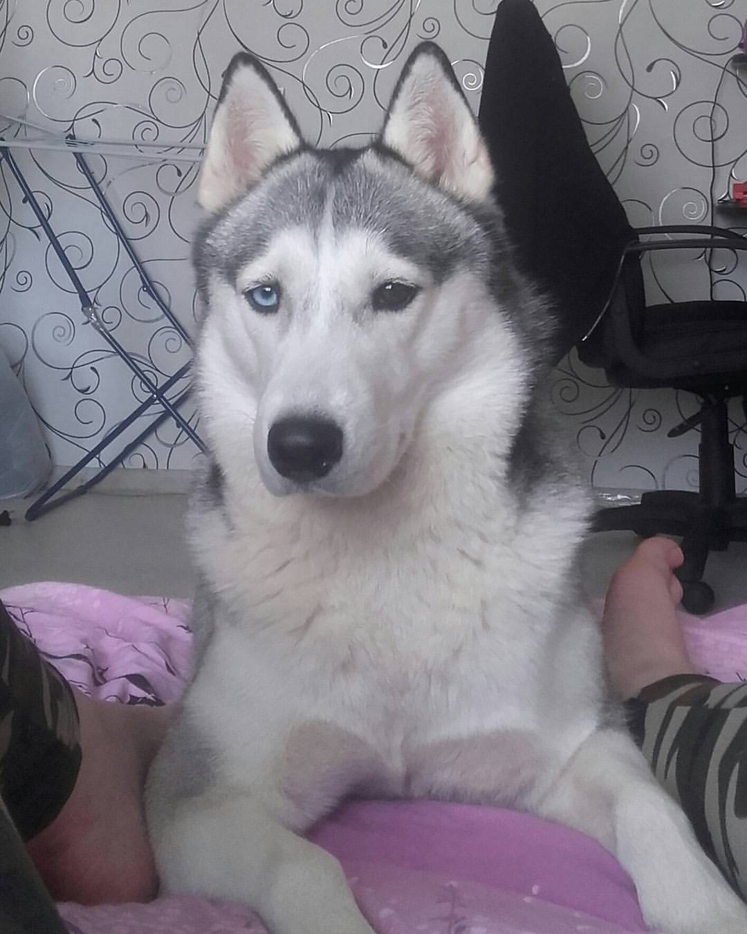 nee_ikeda в LOOKY — Что ты хочешь,жалкий человек? :D