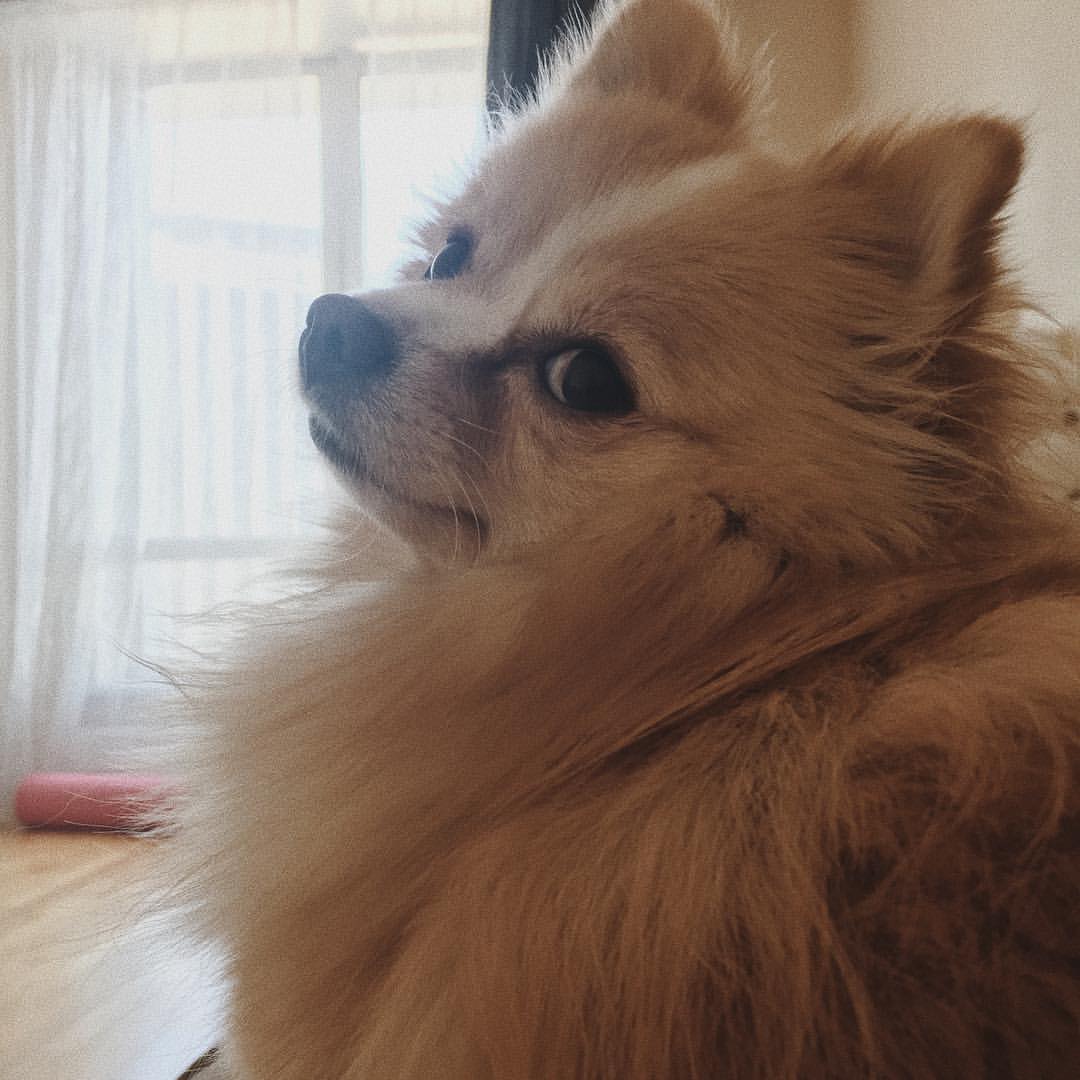 gracie_the_pomeranian в LOOKY. . Have a happy day eve...