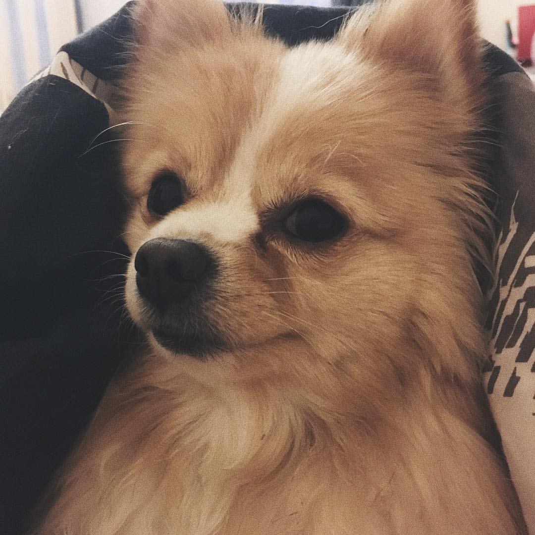 gracie_the_pomeranian в LOOKY. . If Mona Lisa was a d...