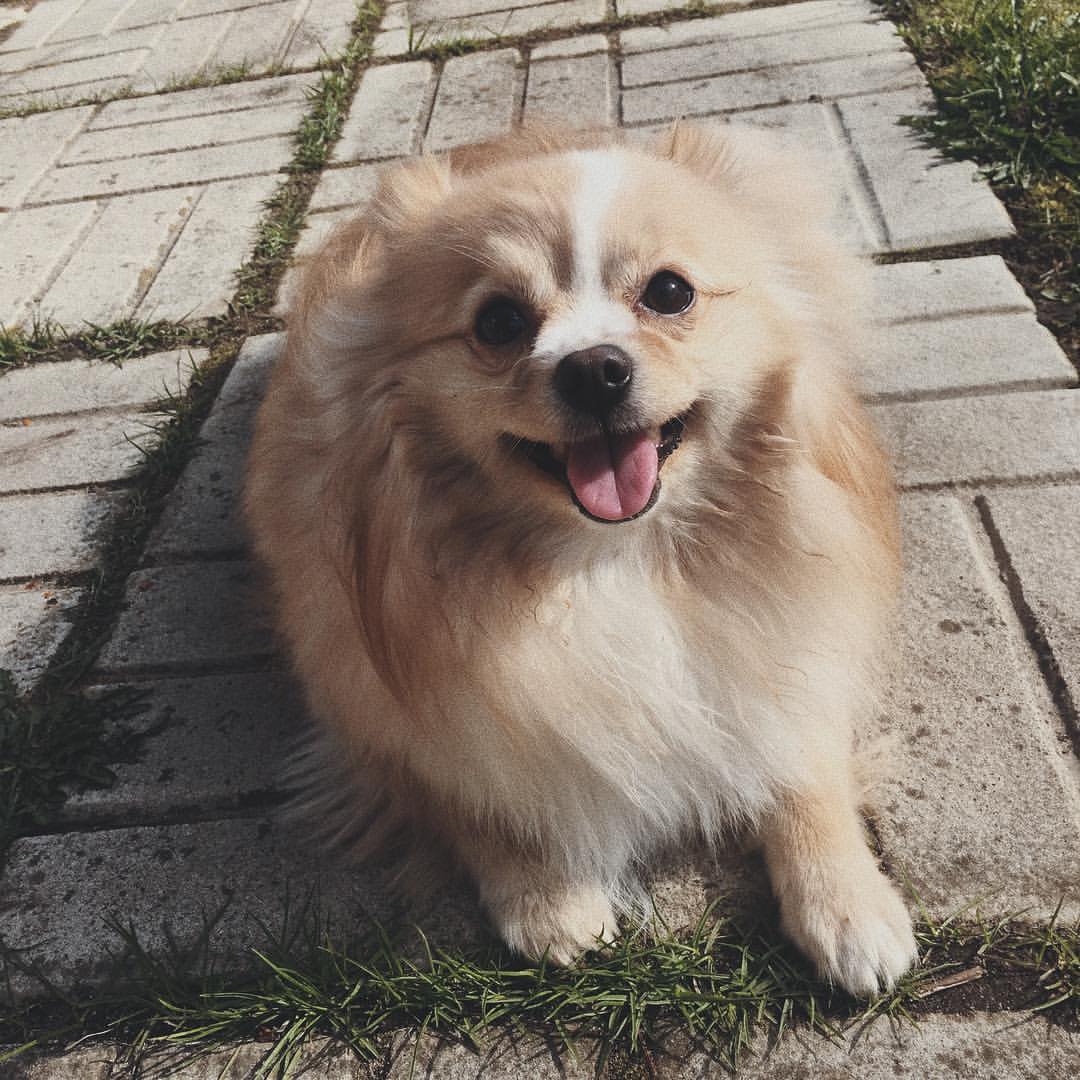 gracie_the_pomeranian в LOOKY. . Play with me 🖤🐾🐶