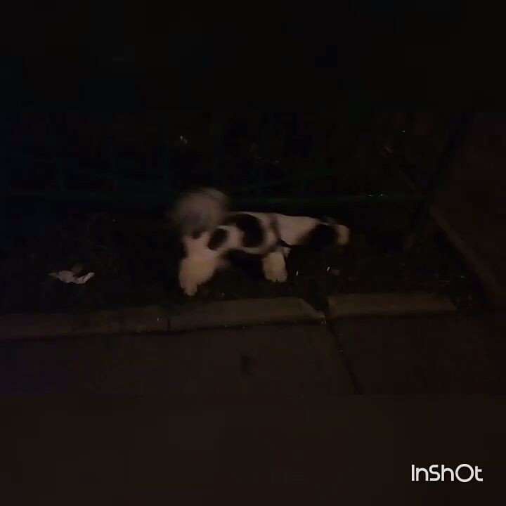 ekaterina__now в LOOKY. #ялюблюсвоюсобаку,#мойлюбимыйпёс,#shihtzuTosha,#shihtzu,#шитцу,#シーズー,#шитцумания,#шитцулучшиесобаки,#chien,#시,#шитцумагия,#shihtzumonamour,#shihtzulove,#dog,#,#shihtzumania,#лучшивмирепёс,#lovemydog,#aimemonchien. #ялюблюсвоюсобаку #м...