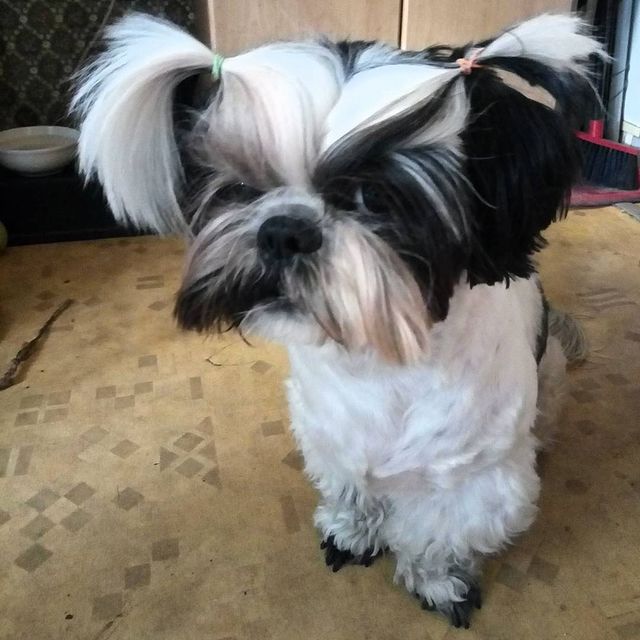 ekaterina__now в LOOKY. #ялюблюсвоюсобаку,#мойлюбимыйпёс,#shihtzuTosha,#shihtzu,#шитцу,#シーズー,#шитцумания,#шитцулучшиесобаки,#chien,#시쥬,#шитцумагия,#shihtzumonamour,#shihtzulove,#dog,#animal,#shihtzumania,#лучшивмирепёс,#lovemydog,#aimemonchien. #ялюблюсвоюсобаку #м...