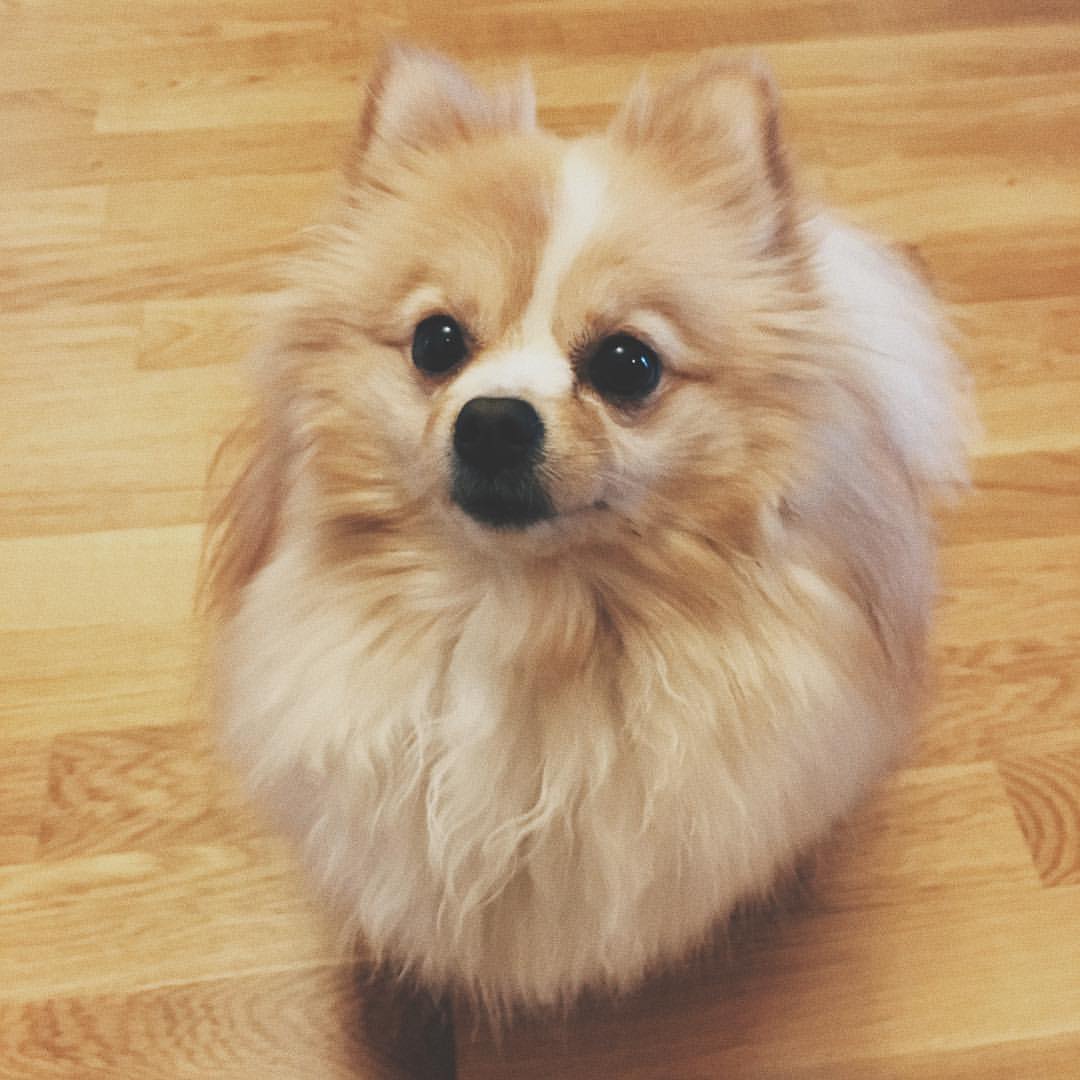 gracie_the_pomeranian в LOOKY. . Can't wait for the w...