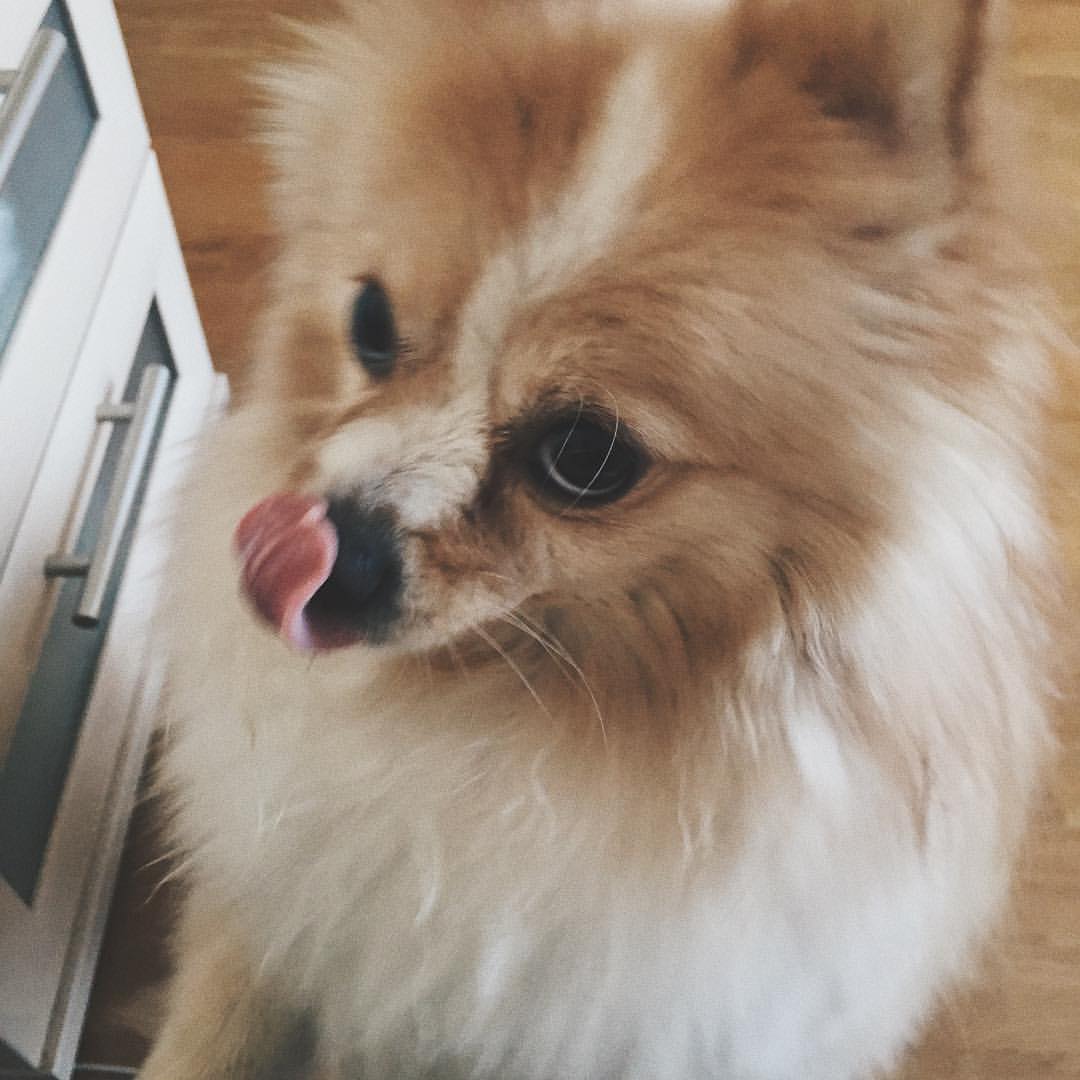 gracie_the_pomeranian в LOOKY. . Who said chicken?!?!...