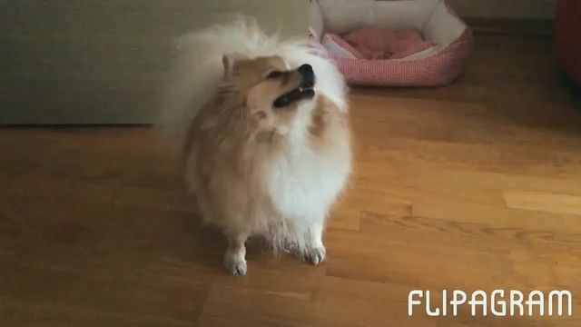 gracie_the_pomeranian в LOOKY. . Who let the dogs out...