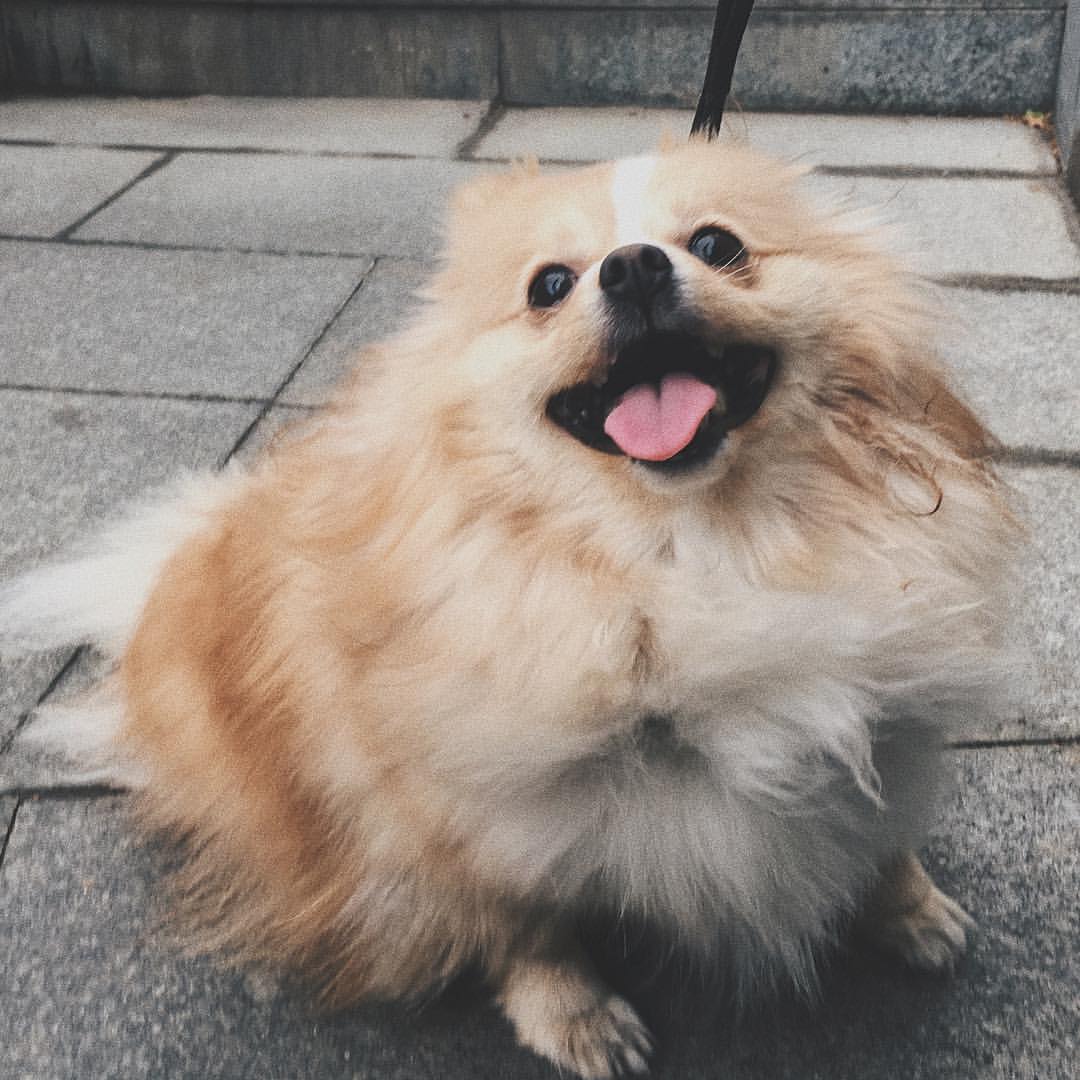 gracie_the_pomeranian в LOOKY. . The happiest puppy i...