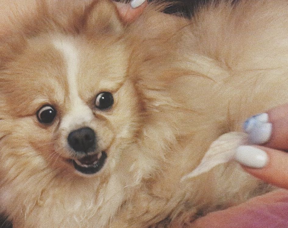 gracie_the_pomeranian в LOOKY. . Give me dat piece of...