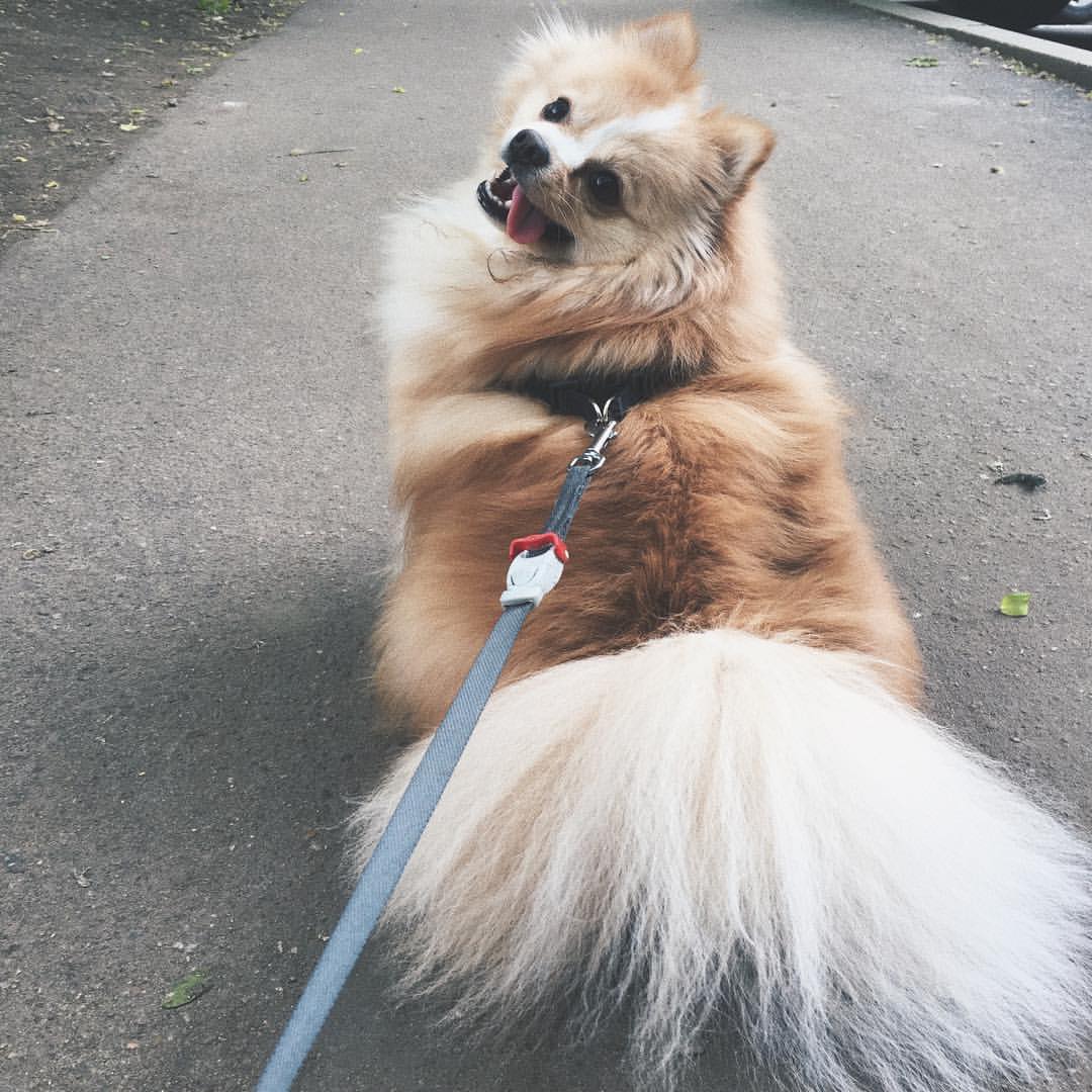 gracie_the_pomeranian в LOOKY. . Walking 🐾🐶🖤