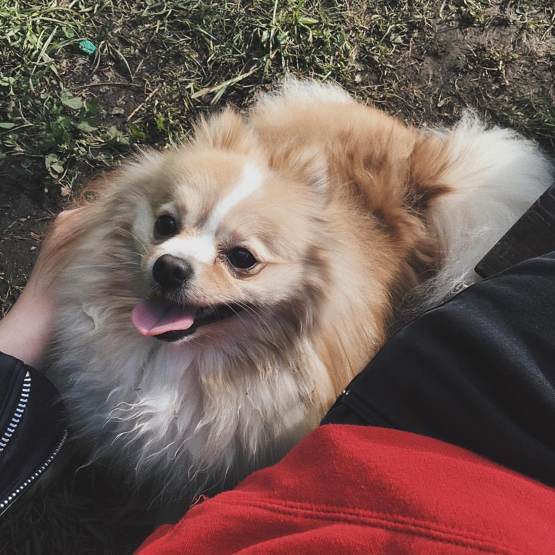 gracie_the_pomeranian в LOOKY. . Chillin' with ma mom...