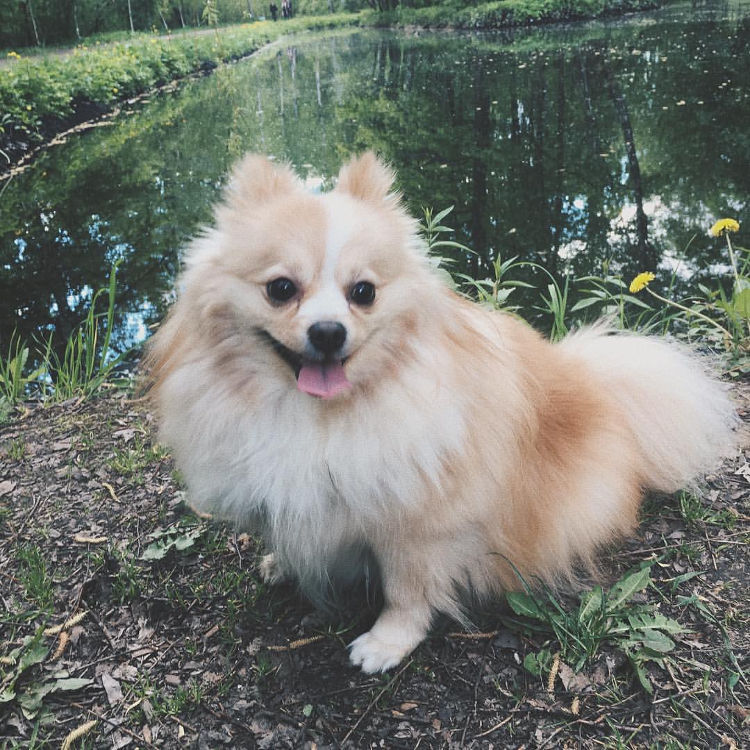 gracie_the_pomeranian в LOOKY. . Dreaming about how t...