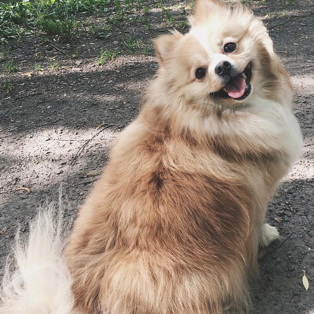 gracie_the_pomeranian в LOOKY. . 🐶🐶🐶🐾🐾🐾