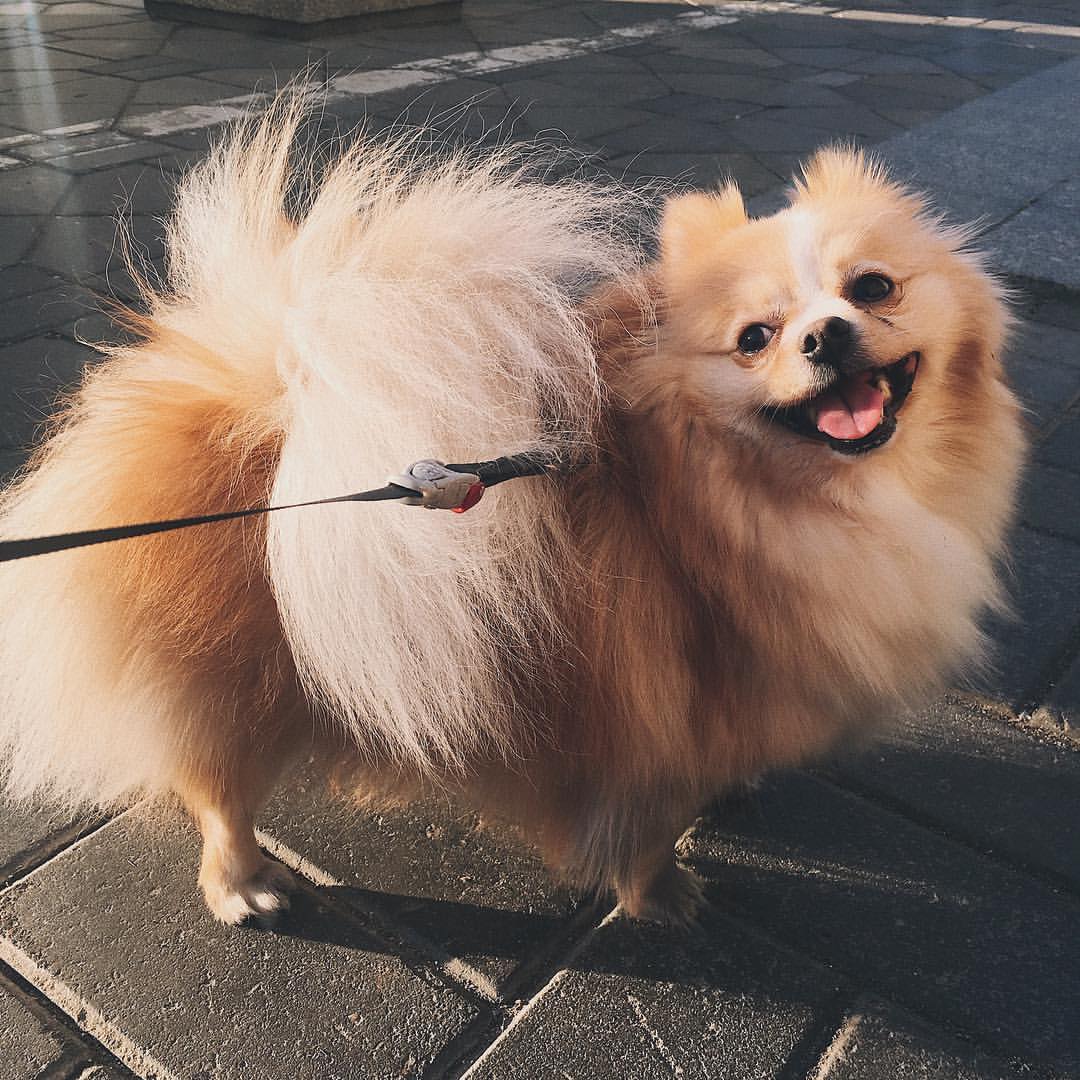 gracie_the_pomeranian в LOOKY. . Sunny mood ☺️ wish e...