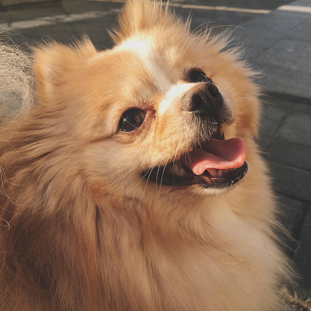 gracie_the_pomeranian в LOOKY. . Child of the sun 🐾☀...