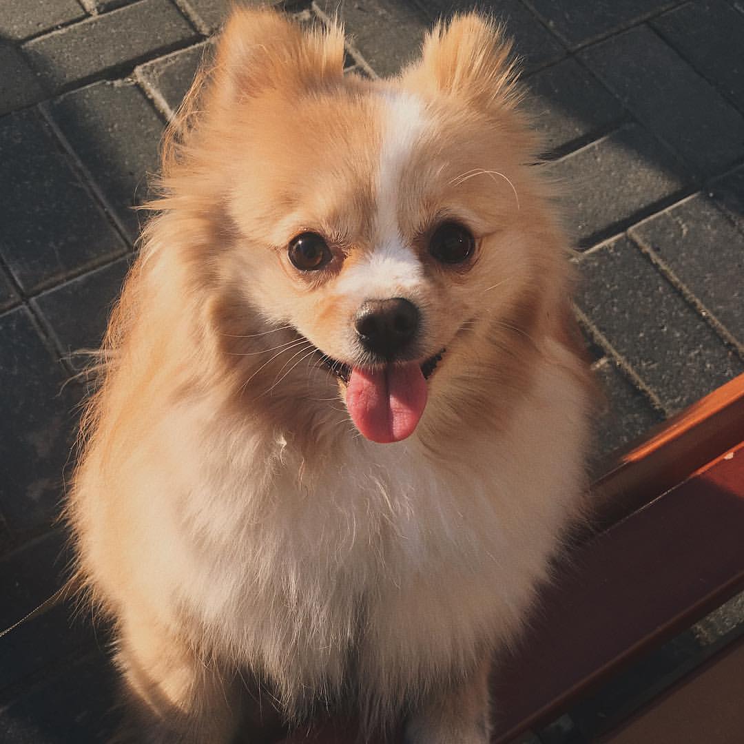 gracie_the_pomeranian в LOOKY. . Tomorrow is the groo...