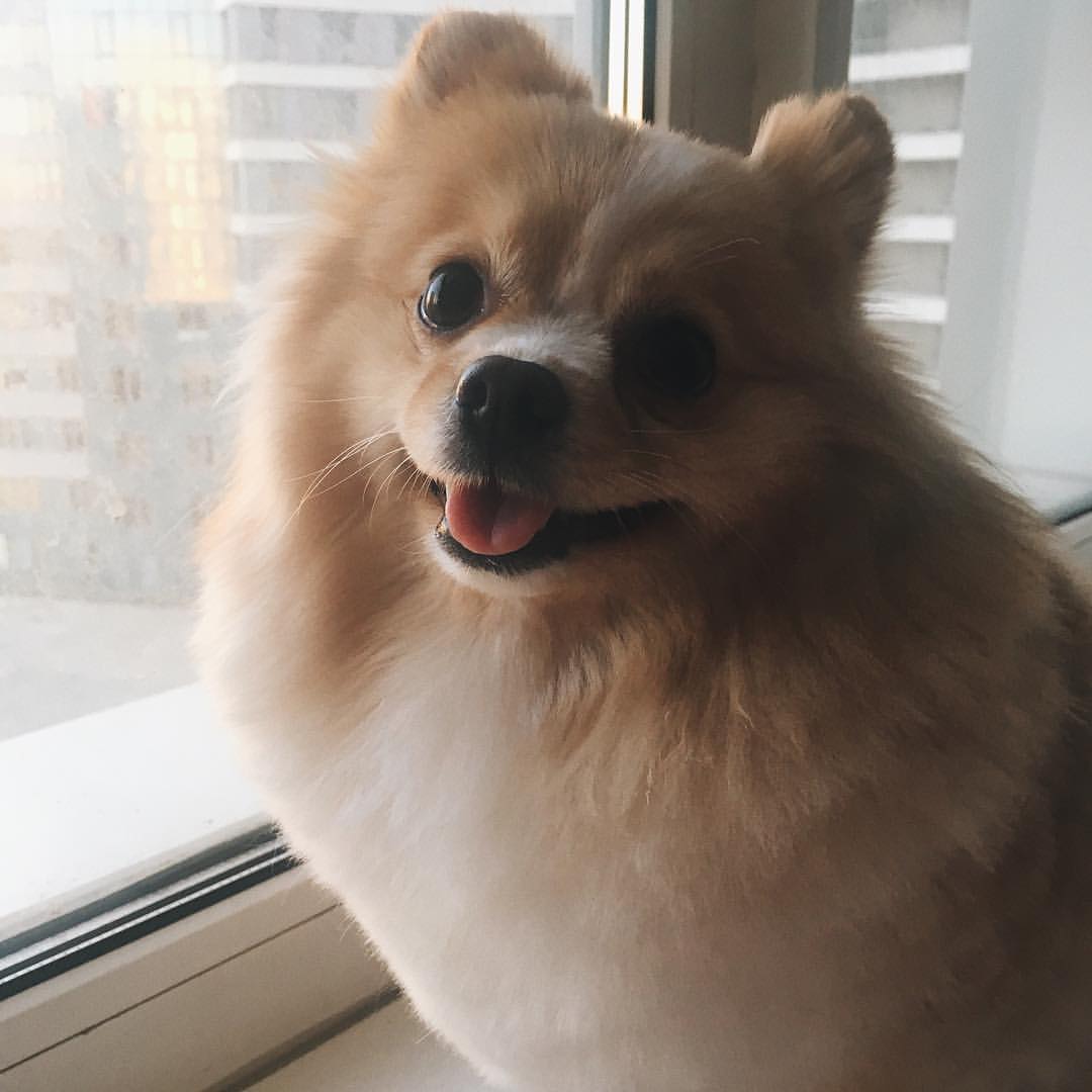 gracie_the_pomeranian в LOOKY. #мишкашпиц. День грумера пережил...