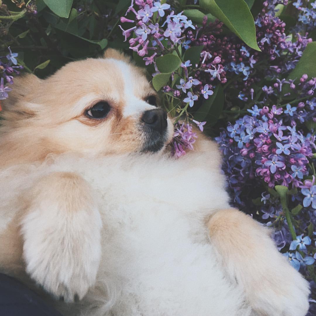 🌸🐾🌸