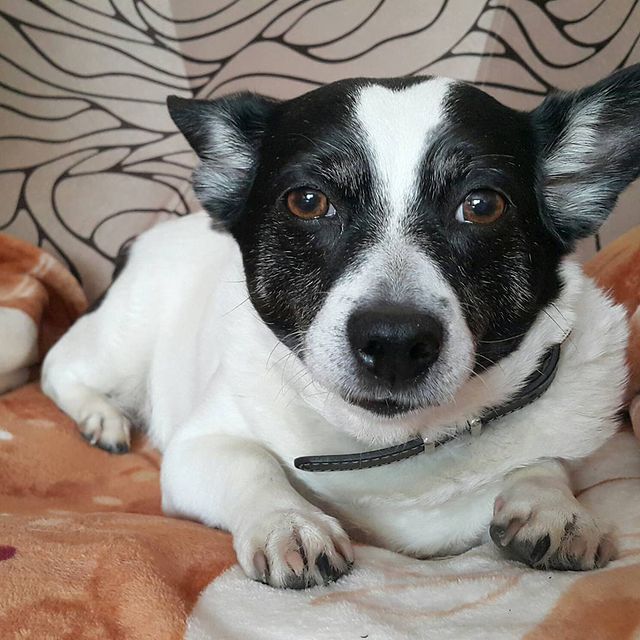 lesya.starling в LOOKY. #Bonitta##mydog#dogsofinstagram#blackandwhitedog#minifoxie. Моя прелесть Бонитта...