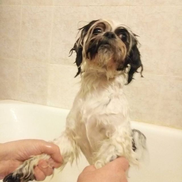 ekaterina__now в LOOKY. #ялюблюсвоюсобаку,#мойлюбимыйпёс,#shihtzuTosha,#shihtzu,#шитцу,#シーズー,#шитцумания,#шитцулучшиесобаки,#chien,#시쥬,#шитцумагия,#shihtzumonamour,#shihtzulove,#dog,#animal,#shihtzumania,#лучшивмирепёс,#lovemydog,#aimemonchien. Я сопротивляться как...