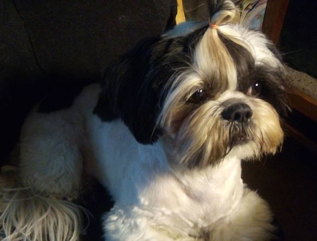 ekaterina__now в LOOKY. #ялюблюсвоюсобаку,#мойлюбимыйпёс,#shihtzuTosha,#shihtzu,#шитцу,#シーズー,#шитцумания,#шитцулучшиесобаки,#chien,#시쥬,#шитцумагия,#shihtzumonamour,#shihtzulove,#dog,#animal,#shihtzumania,#лучшивмирепёс,#lovemydog,#aimemonchien. #ялюблюсвоюсобаку #м...