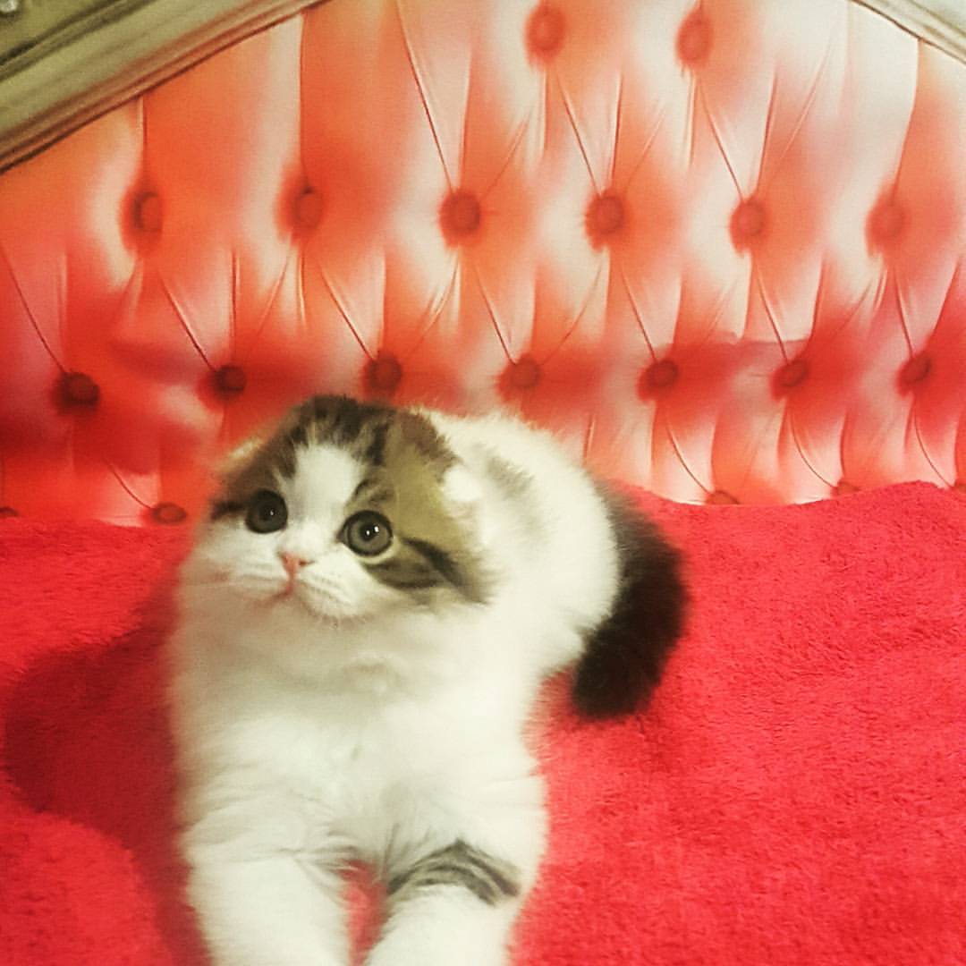 mos_charm в LOOKY — #salekitten #котятанапродажумосква  #вислоухиекотята #хайлен
