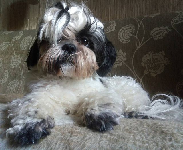 ekaterina__now в LOOKY. #ялюблюсвоюсобаку,#мойлюбимыйпёс,#shihtzuTosha,#shihtzu,#шитцу,#シーズー,#шитцумания,#шитцулучшиесобаки,#chien,#시쥬,#шитцумагия,#shihtzumonamour,#shihtzulove,#dog,#animal,#shihtzumania,#лучшивмирепёс,#lovemydog,#aimemonchien. Спокоен и полон дост...