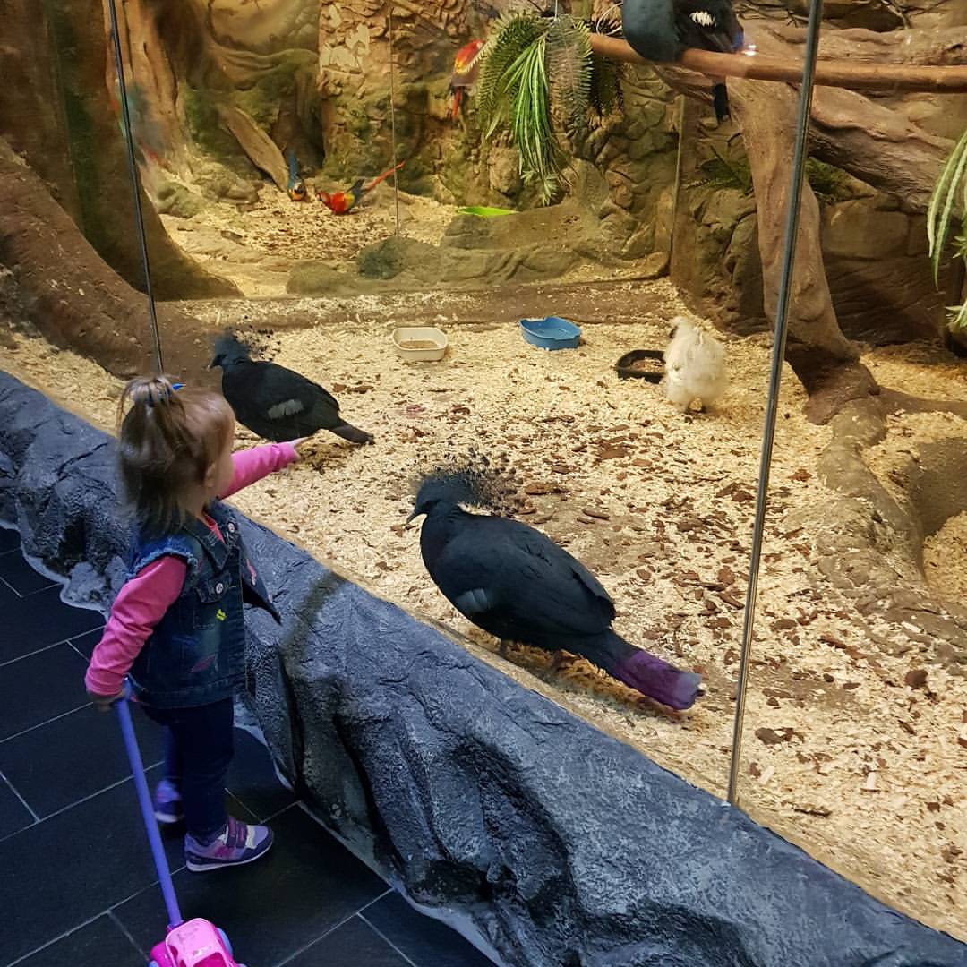 kristina_starshinova в LOOKY. #океанариум,#экзопарк,#папамуж,#дочка. 🐒🦅🐢#выходныессемь...