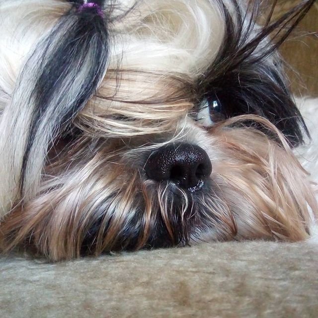 ekaterina__now в LOOKY. #ялюблюсвоюсобаку,#мойлюбимыйпёс,#shihtzuTosha,#shihtzu,#шитцу,#シーズー,#шитцумания,#шитцулучшиесобаки,#chien,#시쥬,#шитцумагия,#shihtzumonamour,#shihtzulove,#dog,#animal,#shihtzumania,#лучшивмирепёс,#lovemydog,#aimemonchien. #ялюблюсвоюсобаку #м...