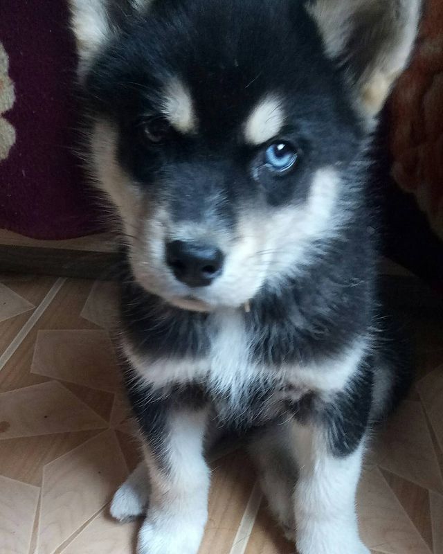 skrluba79 в LOOKY. . Наш Jackson