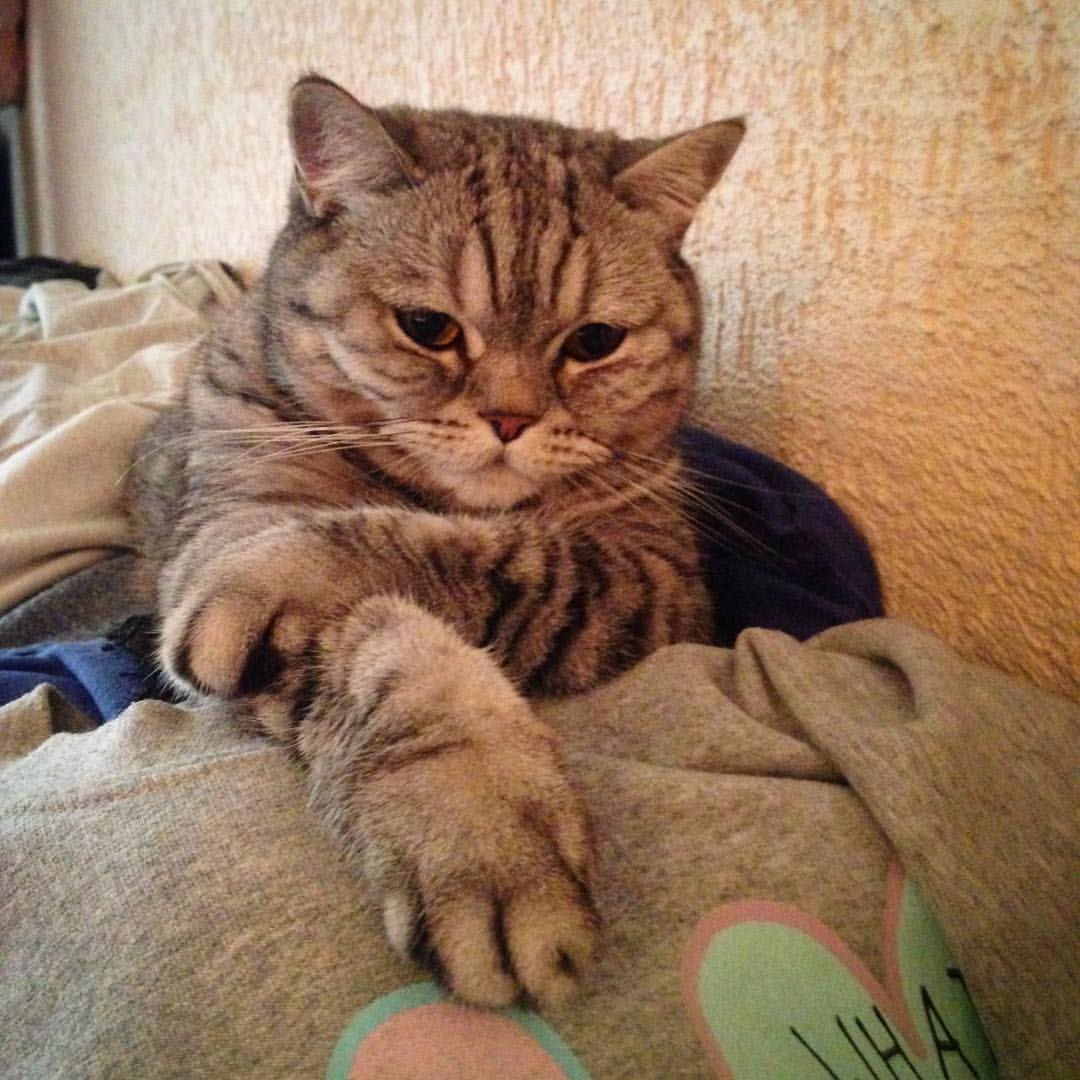 dzarubinad в LOOKY — Кто-то очень деловой) 😺#моямурмур #моядевочка #котейка #кот