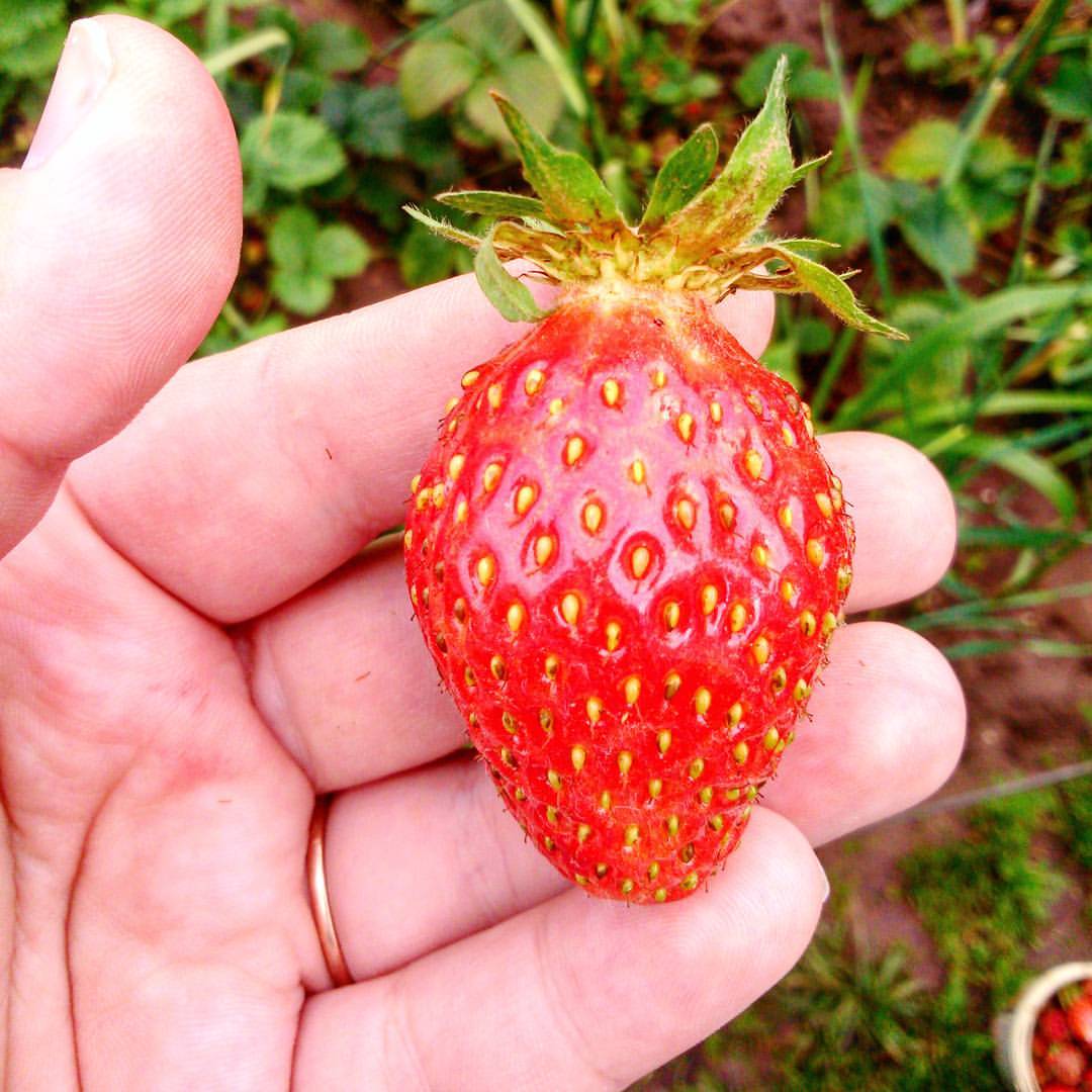 marinochka95_ in LOOKY. #9июля#холодноелето#клубникатолькопошла🍓#летохренето. Лето, ты где? #9июля...