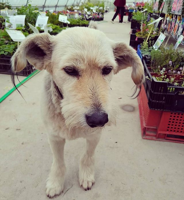 yurviko в LOOKY. #пес,#dog,#nnov,#опалиха. #пес #dog #nnov #опа...
