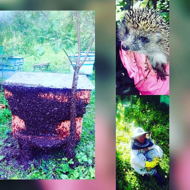rat0n_laveur в LOOKY. #пасека,#лето,#дача. Один день на пасеке....