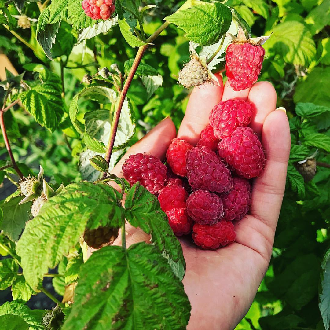 marusia_198707 в LOOKY — Дождалась 😋😍 самая любимая ягода #ягодамалина #малина #che