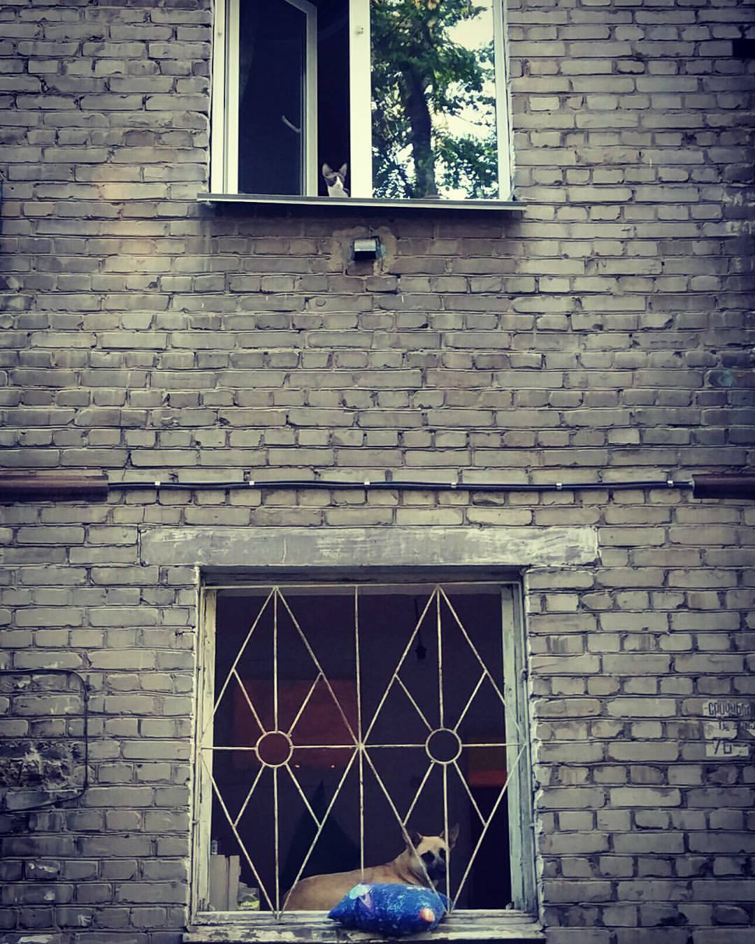 macawelli в LOOKY — Соседи