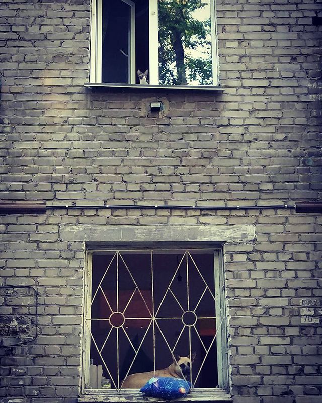macawelli в LOOKY. . Соседи