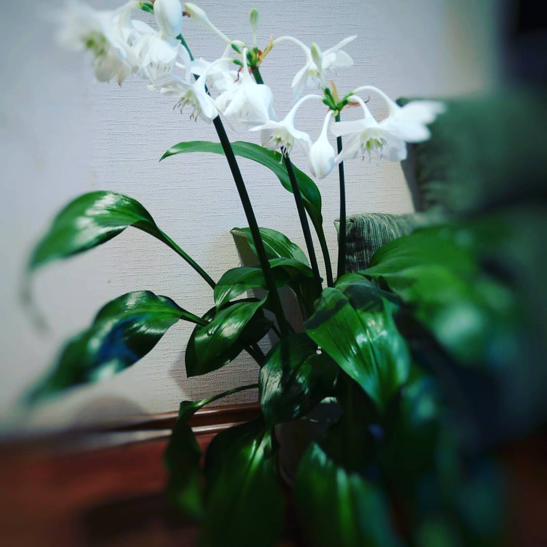 liliia1868 в LOOKY. #красота,#цветы,#угадайцветок,#комнатныецветы,#радость. Всем прю :-)
.
Вот т...