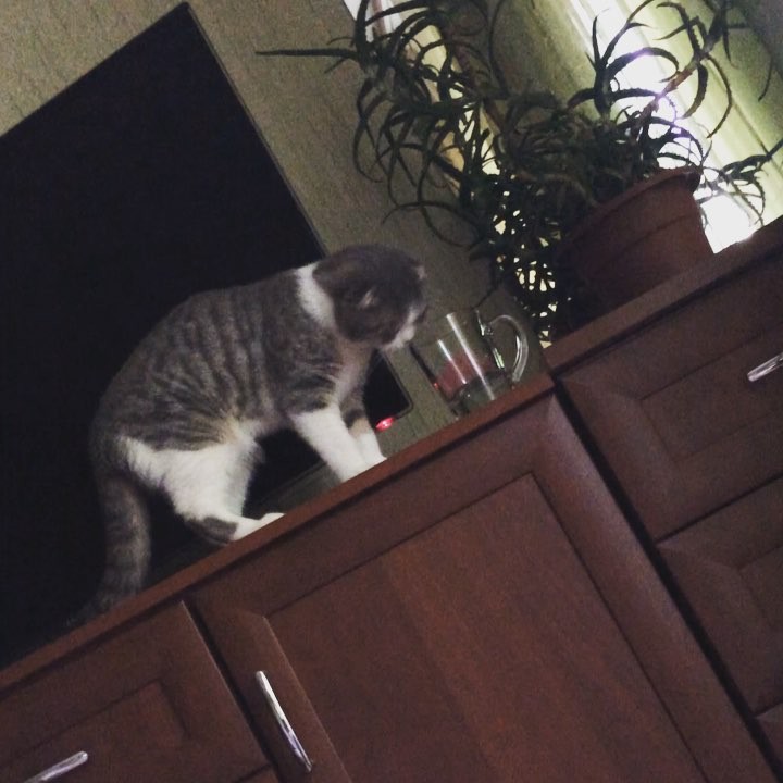 tatianabelous_ в LOOKY. . Вот хулиган😃а потом...