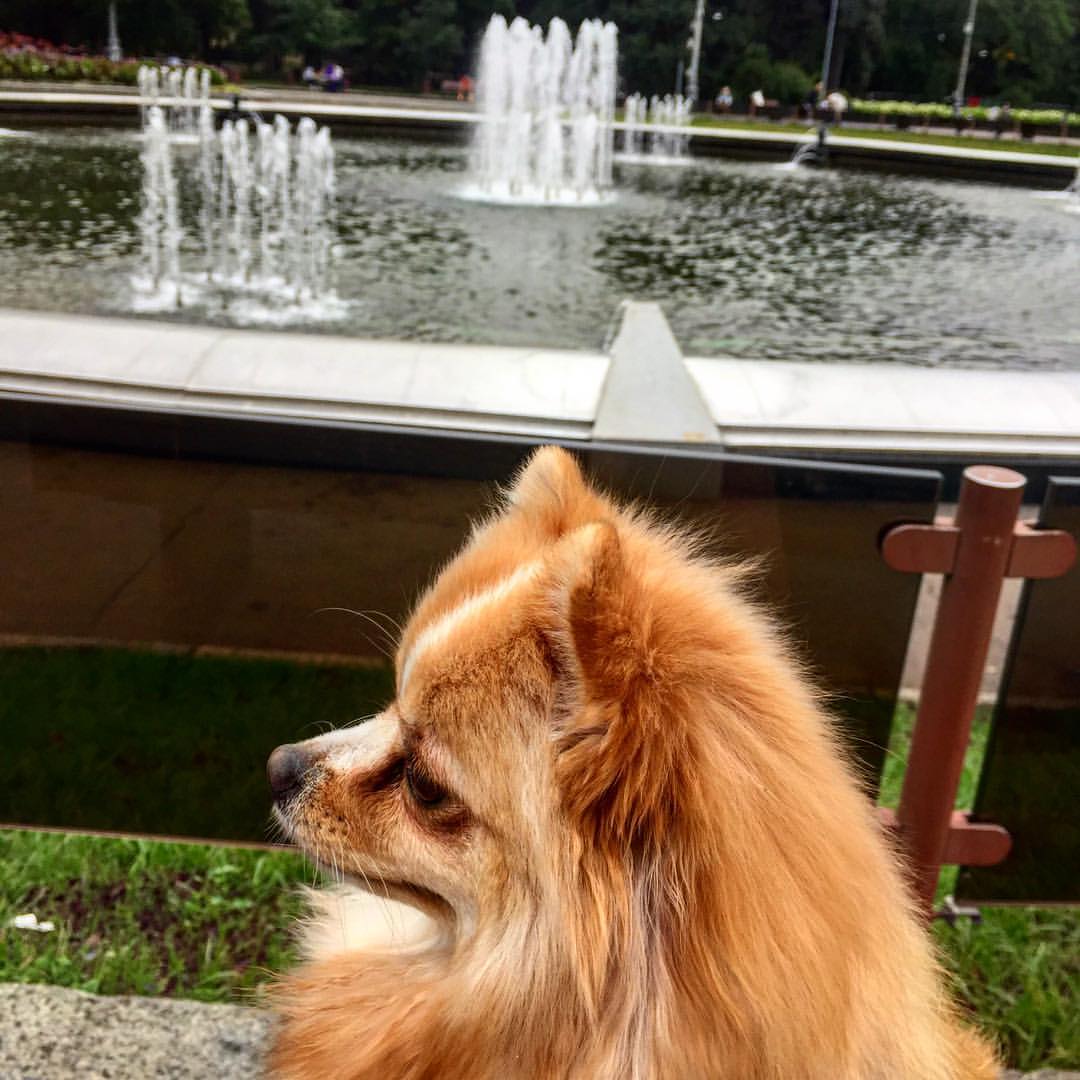 gracie_the_pomeranian
