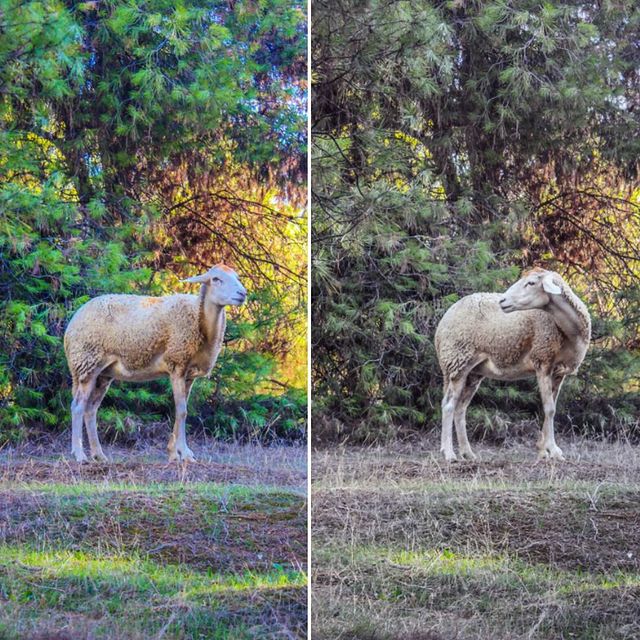 dh.aboubakr в LOOKY. #hdr,#photographer,#nature. #hdr #photographer #...