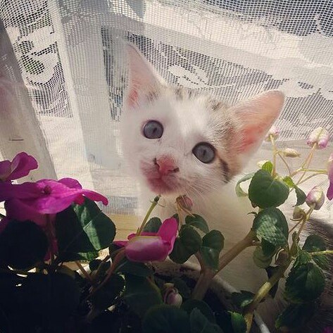 egorova.n23 in LOOKY. . 🌸🐱
