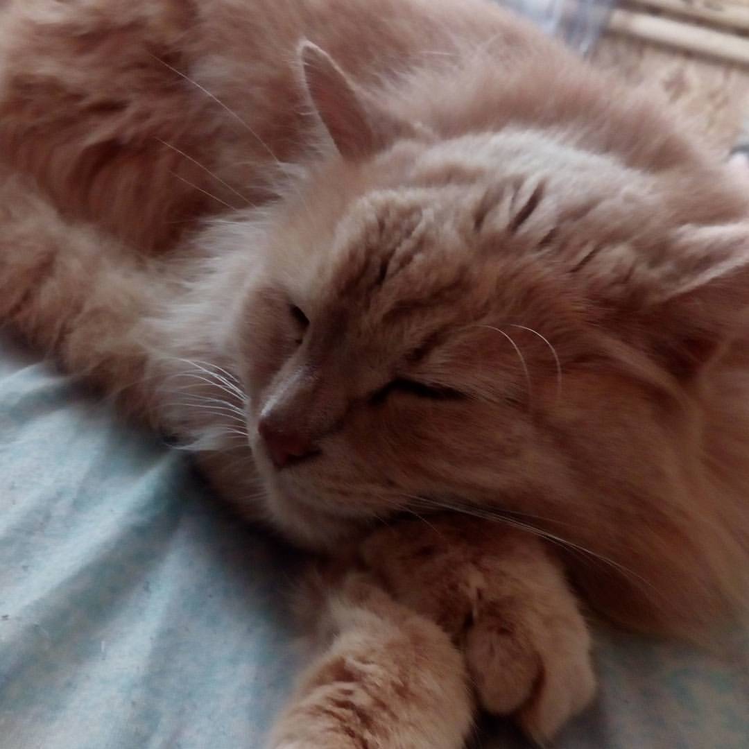 a_s_i_a_87 в LOOKY — #Барсик😻😻😻