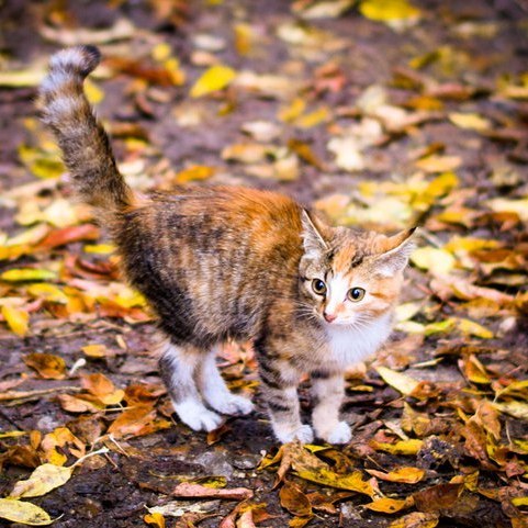 mrdenrah в LOOKY. #котенок,#осень,#фотография,#kitten,#autumn,#photograpy. Пробую в фотографию
...