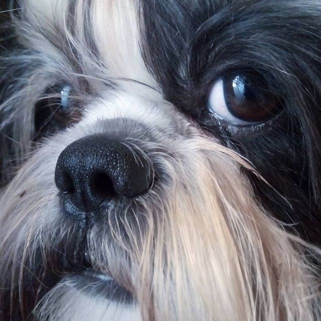 ekaterina__now в LOOKY. #ялюблюсвоюсобаку,#мойлюбимыйпёс,#shihtzuTosha,#shihtzu,#шитцу,#シーズー,#шитцумания,#шитцулучшиесобаки,#chien,#시쥬,#шитцумагия,#shihtzumonamour,#shihtzulove,#dog,#animal,#shihtzumania,#лучшивмирепёс,#lovemydog,#aimemonchien. Вот, она осень пришл...