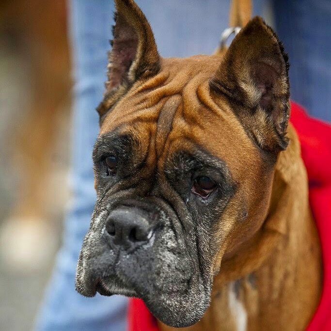 boxertraveler в LOOKY — фото 2